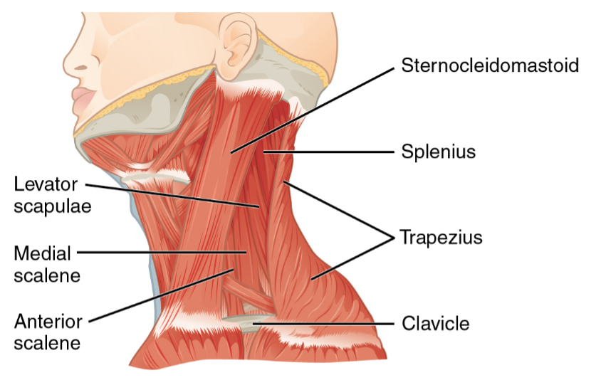 Muscles of neck.png